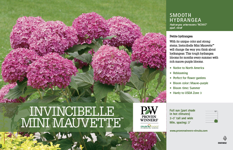 Hydrangea Invincibelle Mini Mauvette PW