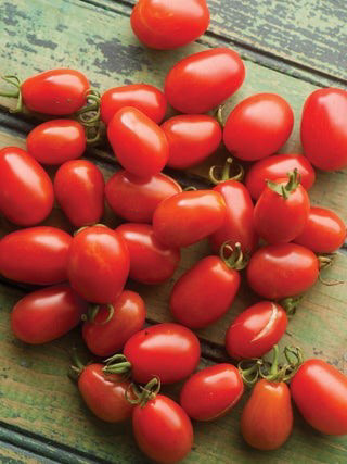 Cherry Roma