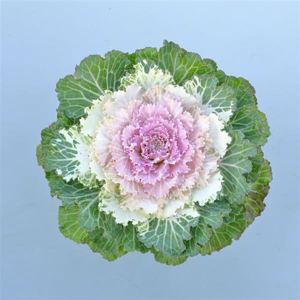Ornamental Kale