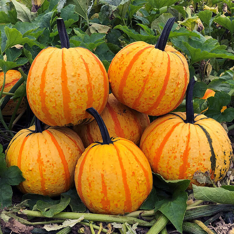 Fireball Pumpkin