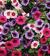 Berry Daring