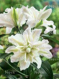 Oriental Lily Serene Angel
