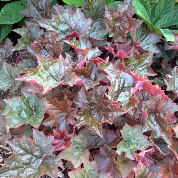 Coral Bells (Heuchera) Purple Palace