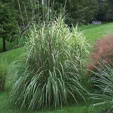 Grass Erianthus Plume