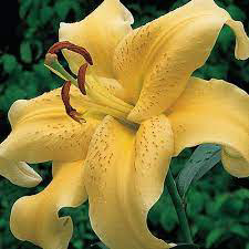 Oriental Lily Golden Star Gazer