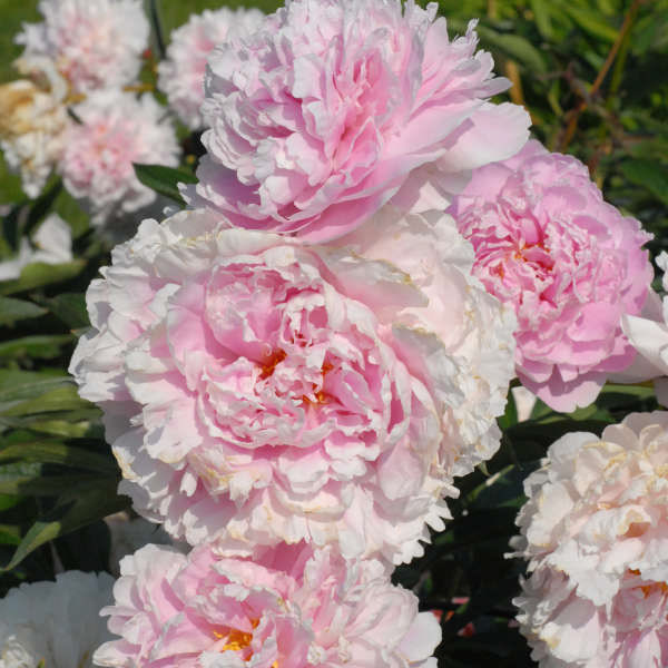 Peony Sarah Bernhard