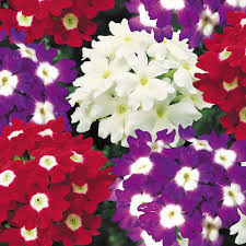 Verbena Obsession Spirit