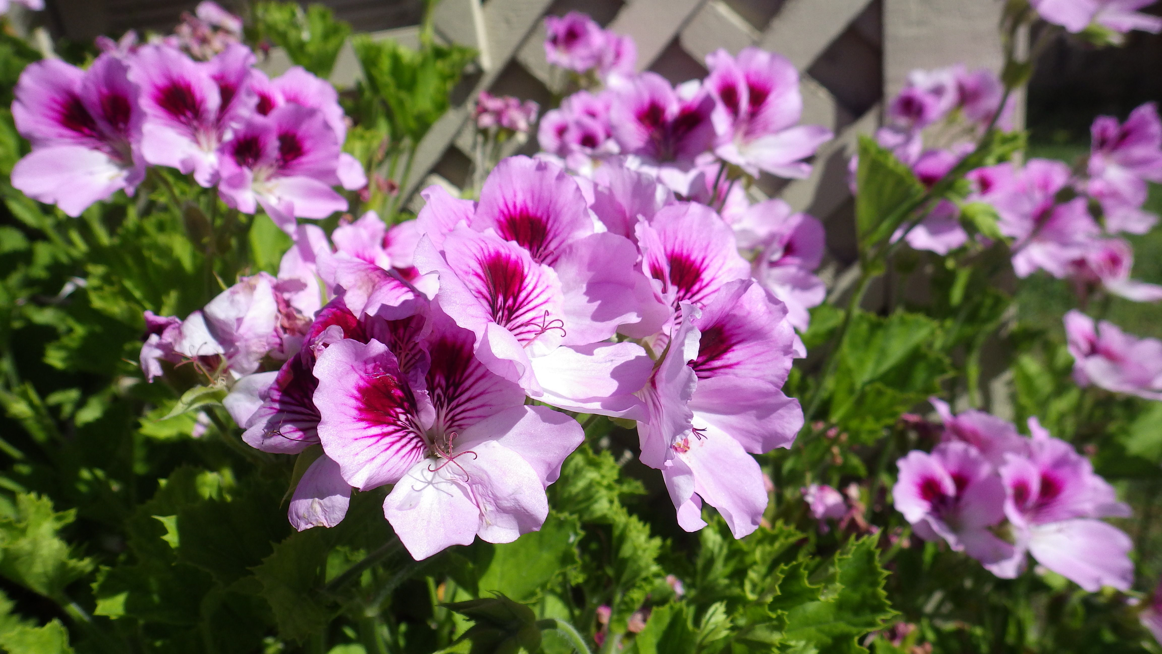 Regal Elegance Light Lavender
