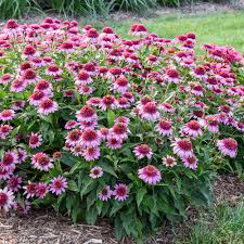 Echinacea (Cone Flower) Double Code Rosy