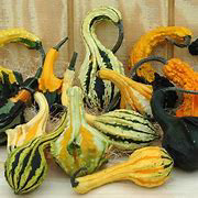 Autumn Wings Gourd Selection