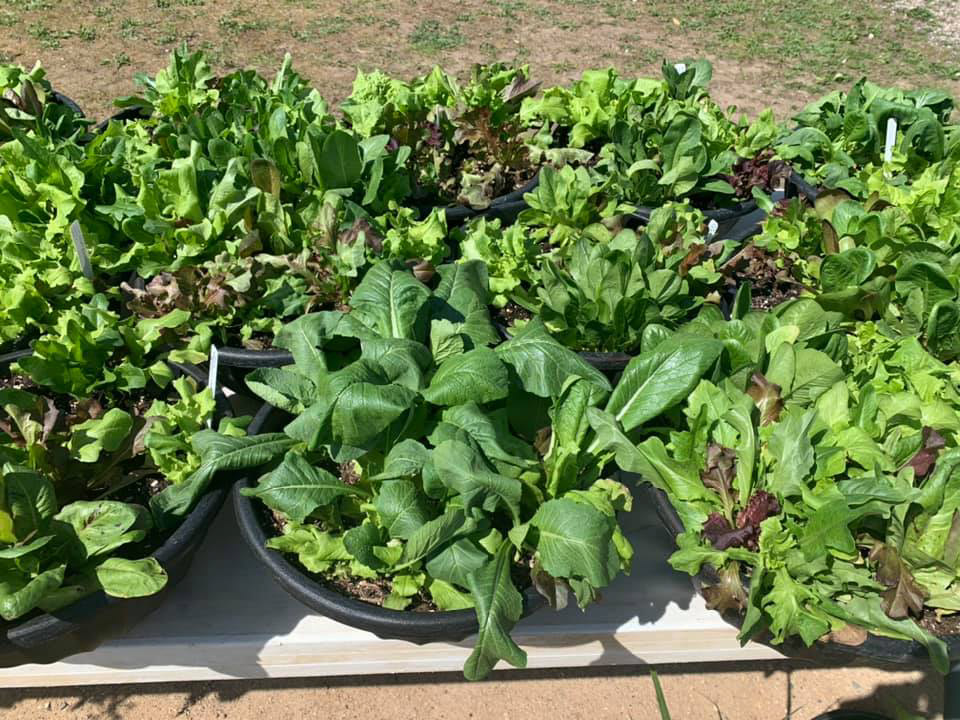 Edible Bowls ~ Our Own Custom Combo's of Greens in a Decorative Bowl