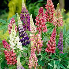 Lupine Gallery Mix