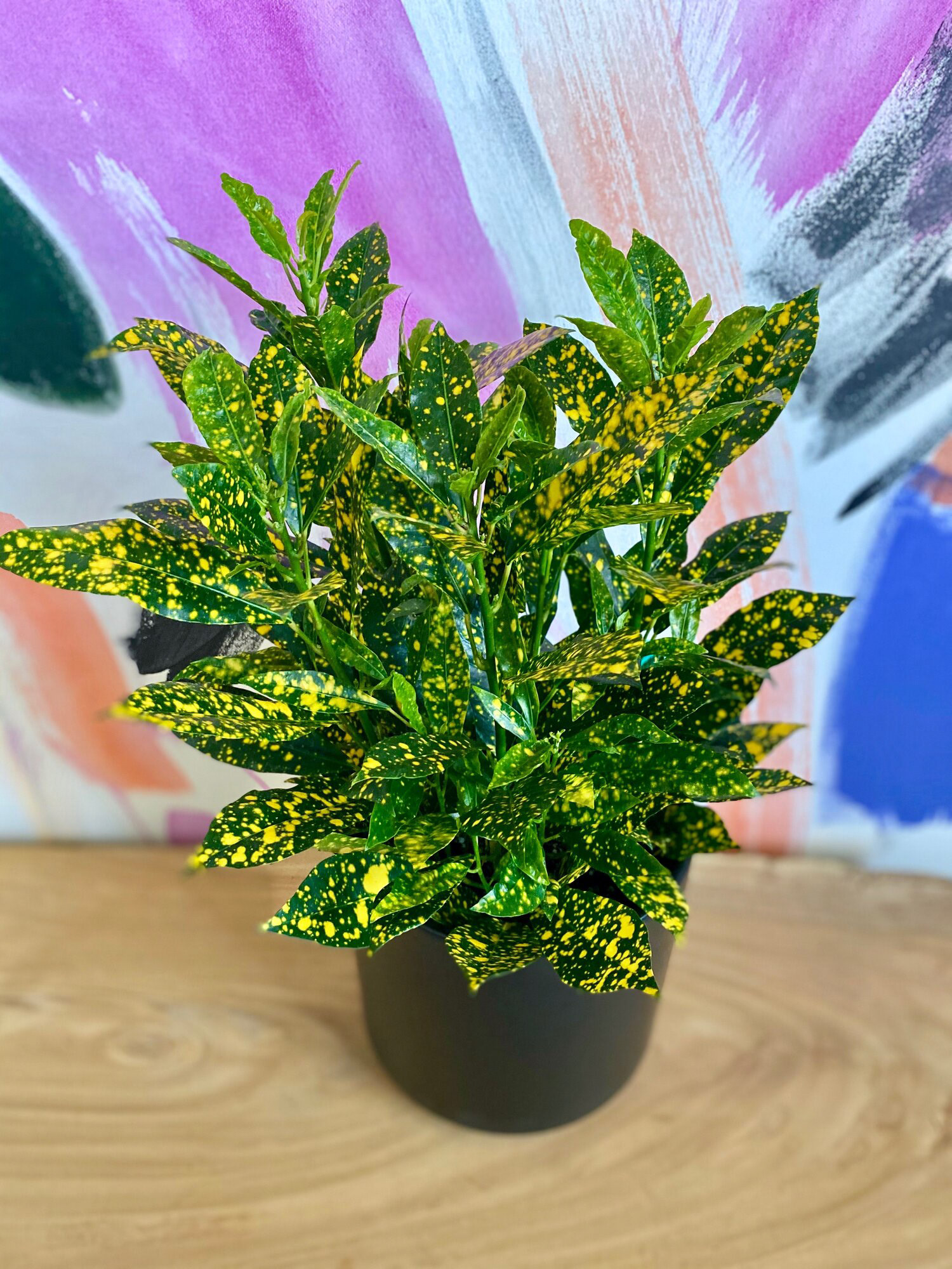 Croton Gold Dust