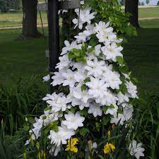 Clematis Henryi