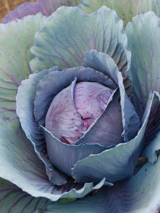Red Salad Delight Cabbage