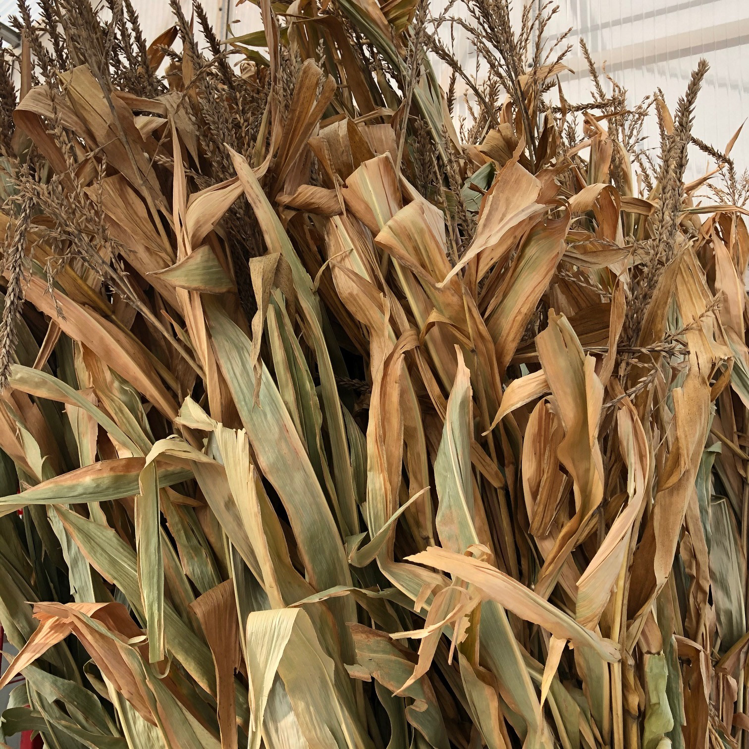 Corn Stalks