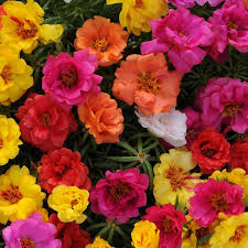 Portulaca Happy Hour