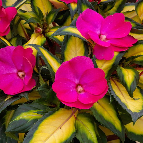 Sunpatien Compact Tropical Rose