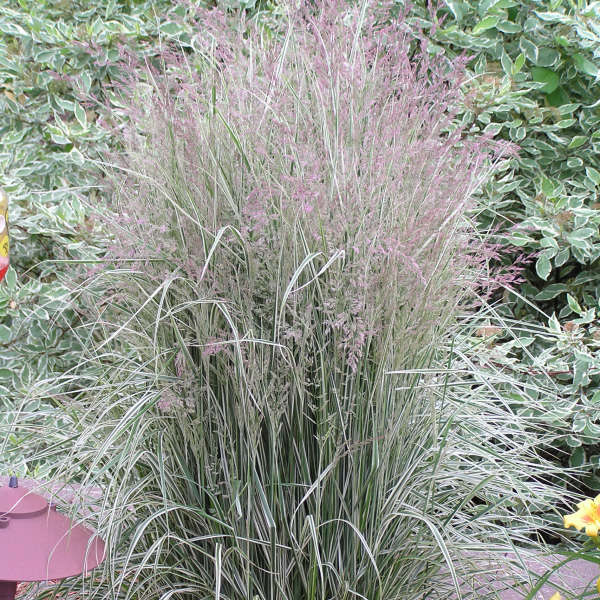 Grass Feather Reed (Calamagrostis) Overdam
