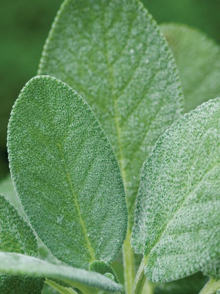 Sage Broad Leaf (Kitchen)