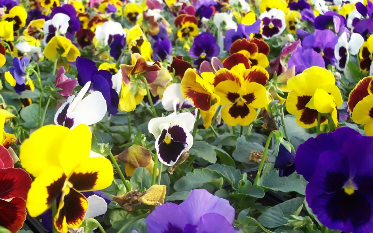 Pansy Delta Blotch Mix