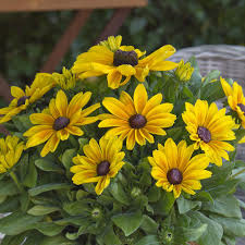 Rudbeckia Maya