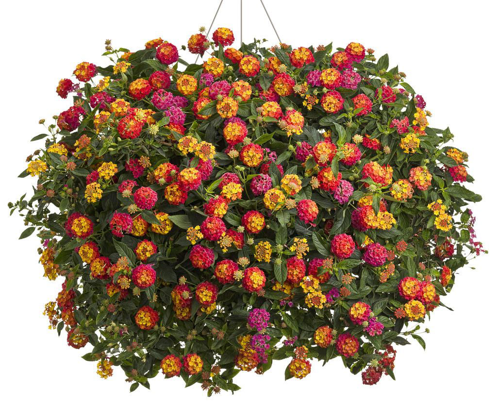 Lantana Mixes