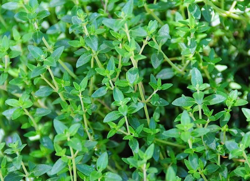 Thyme English