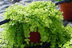 Lysimachia Goldi/Goldilocks (Creeping Jenny)