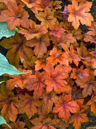 Heuchrella Pumpkin Spice