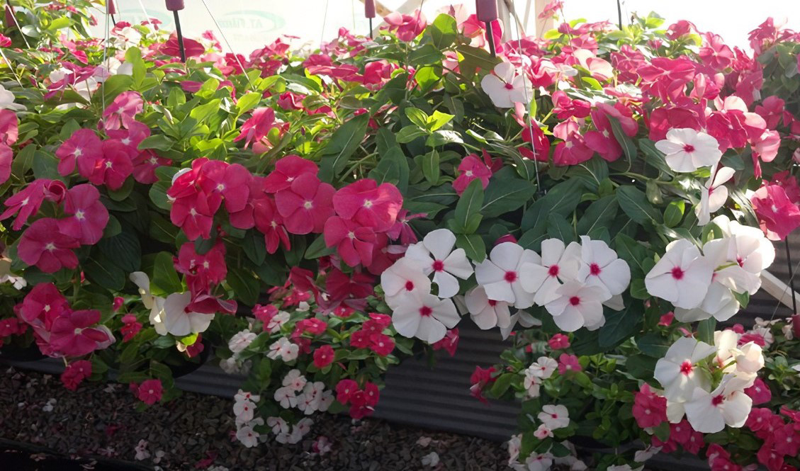 Vinca Cora Cascade Mix 2
