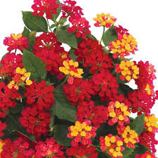 Lantana Havana