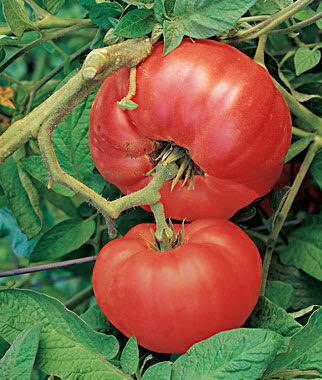 Brandywine Red Heirloom