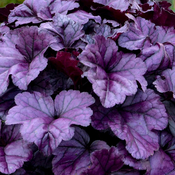 Coral Bells (Heuchera) Wildberry