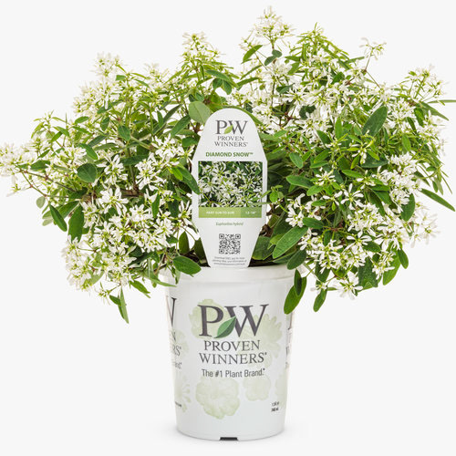 Euphorbia Diamond Snow PW