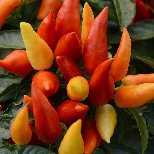 Ornamental Pepper Blaze