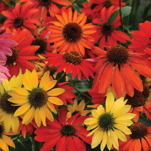 Cone Flower (Echinacia) Cheyene Spirit