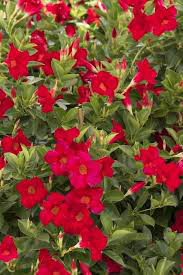 Mandevilla Crimson