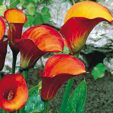 Calla Lily Flame