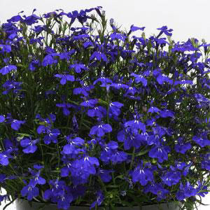 Lobelia Regatta Midnight Blue