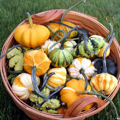 Galaxy of Stars Gourd Selection