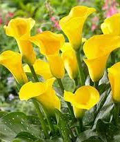 Calla Lily Millennium Gold