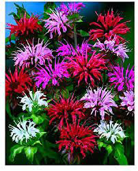Bee Balm (Monarda) Panorama Mix