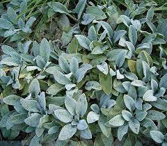 Lambs Ears (Stachys)