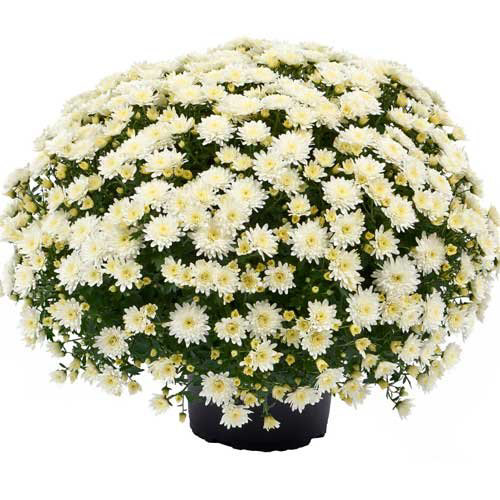 Possidi White Deco Spider Gediflora
