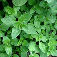 Oregano