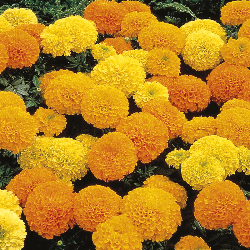 Marigold Inca II