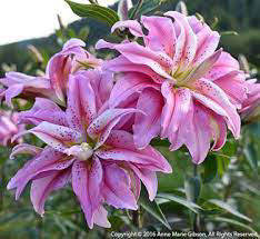 Oriental Lily Broken Heart