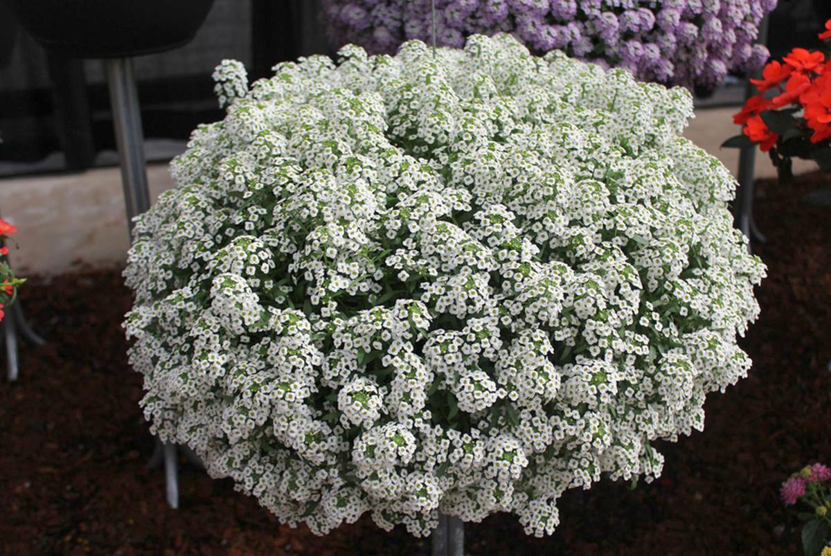 Lobularia Stream White (Cascading Alyssum)