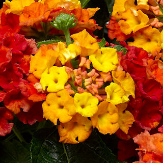 Lantana Mango